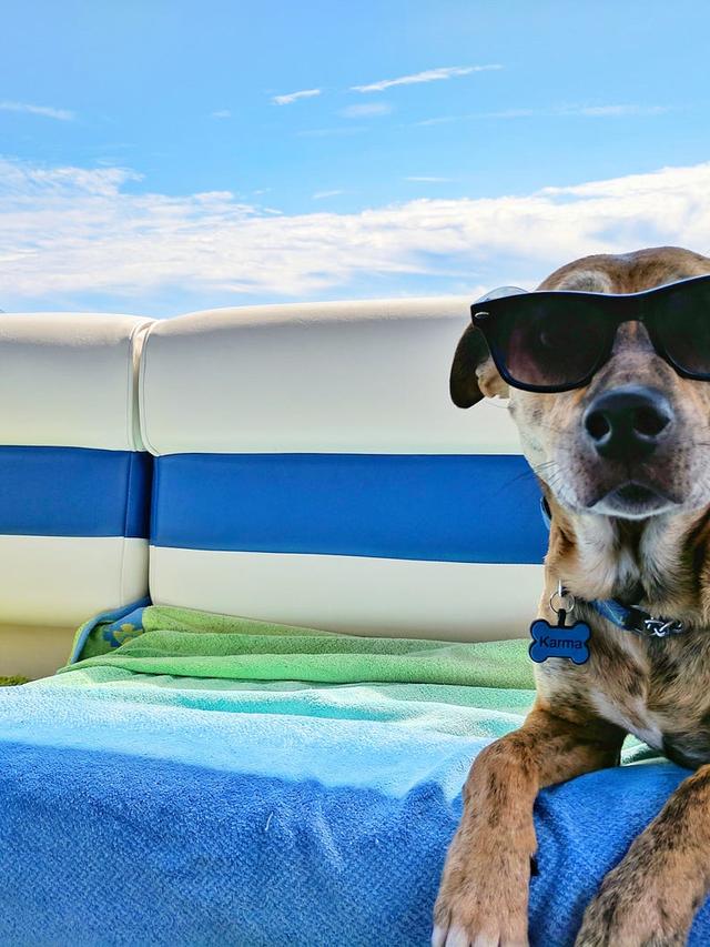 Travel Tips for Journeys with Your Furry Friend