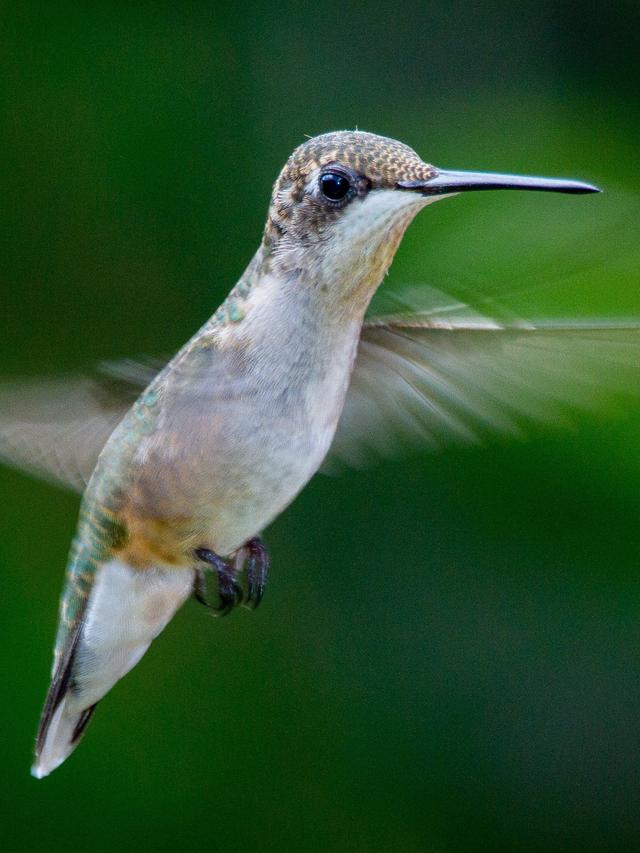 Unbelievable Facts About Hummingbirds