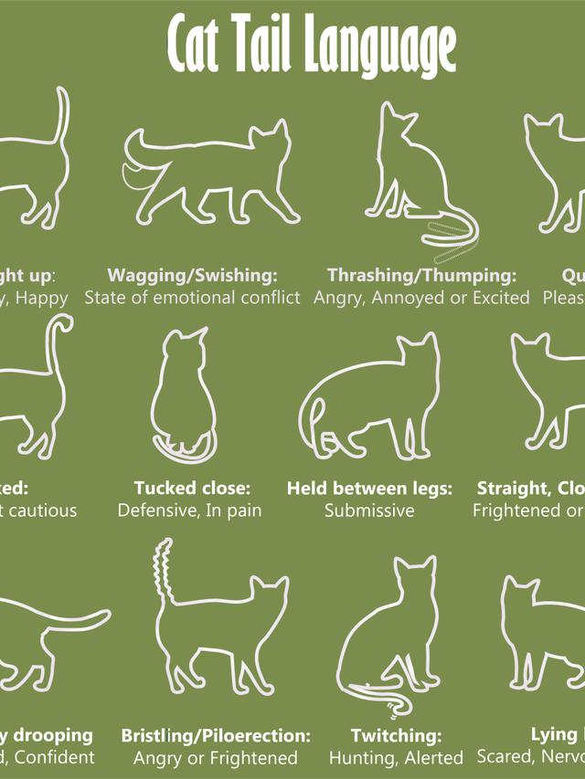 Understanding Cat Body Language and Communication