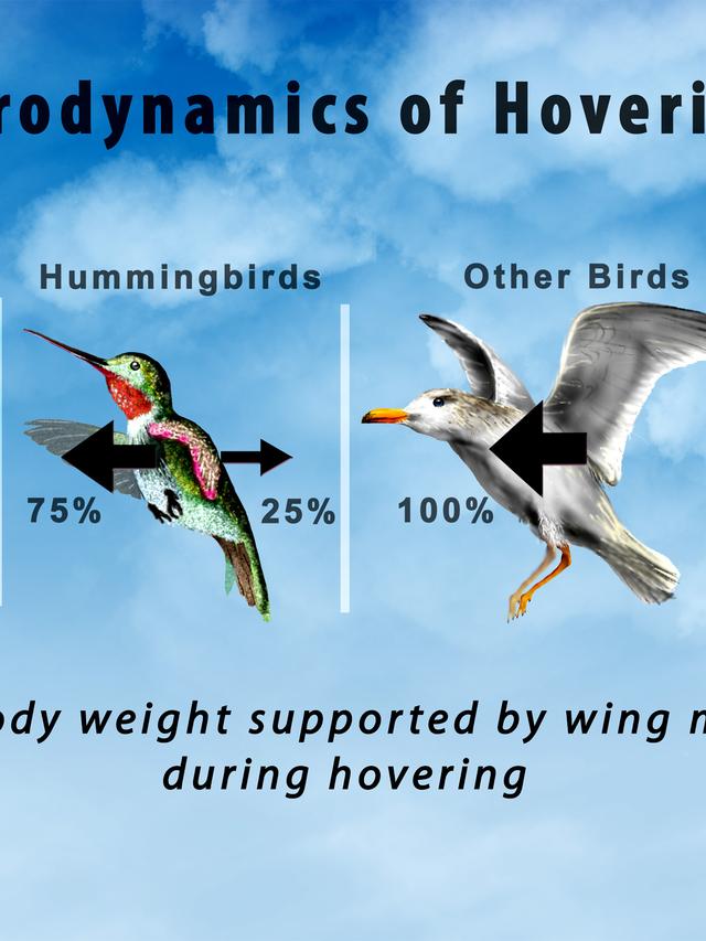 Understanding the Aerodynamics of Hummingbird Flight