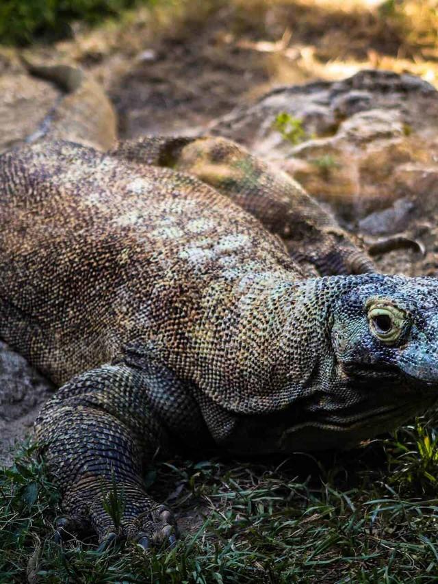 Unique Hunting Techniques of Komodo Dragons