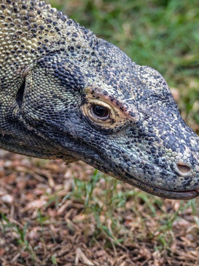 Venomous Bites How Komodo Dragons Take Down Their Prey