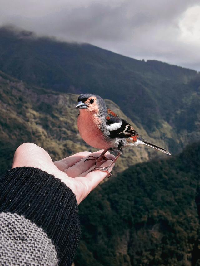 Watching the Dazzling Flyers: Tips for Birdwatchers