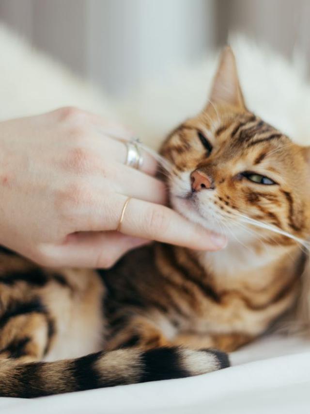 Why Cats Make Great Companions