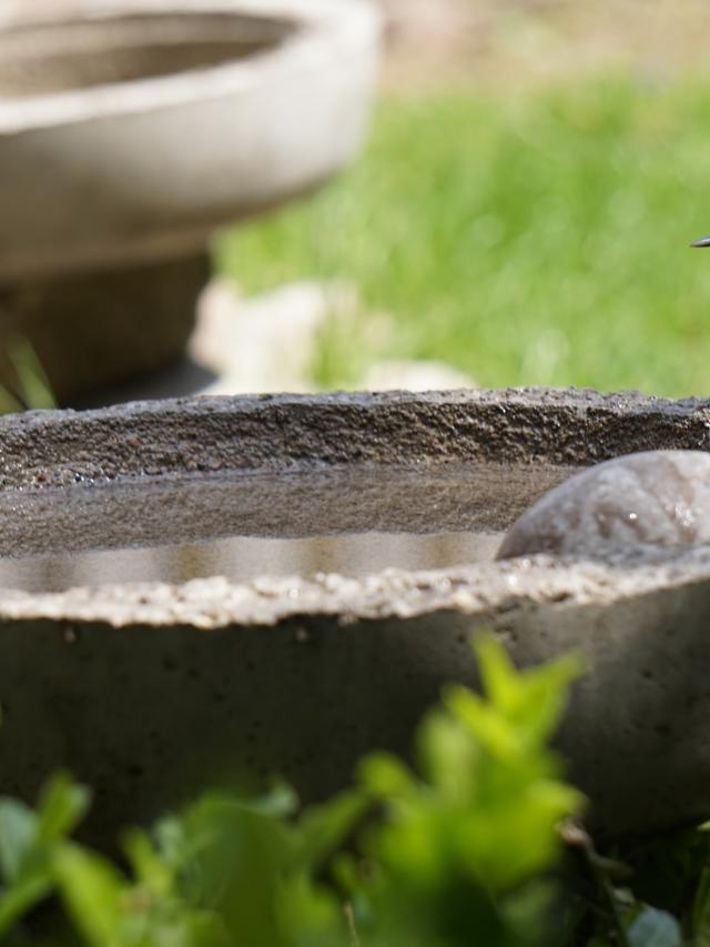 Why Every Garden Needs a Bird Bath