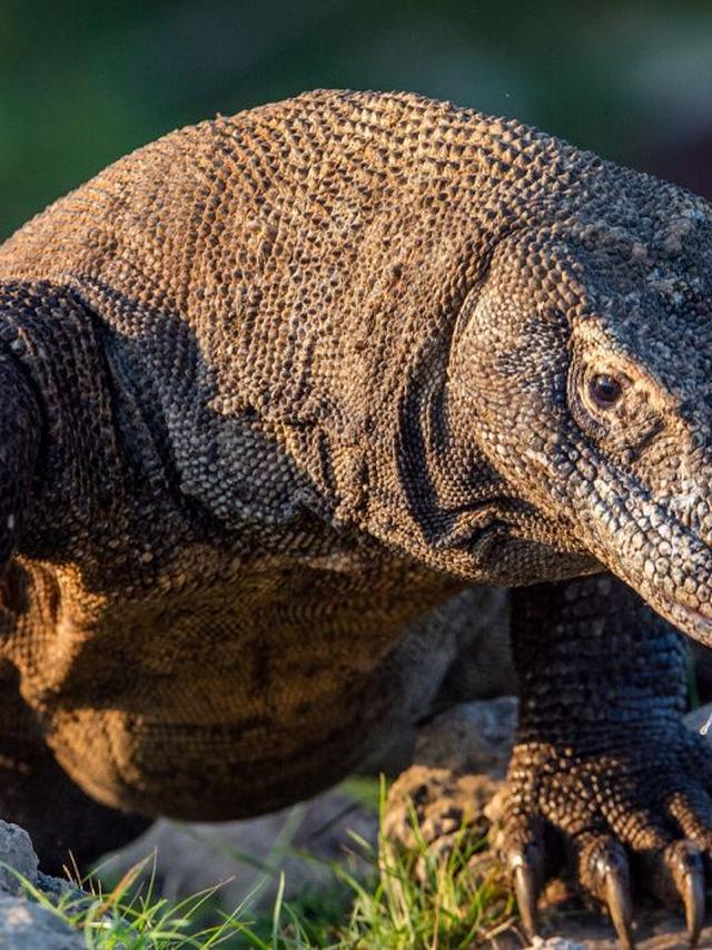 Why Komodo Dragons Are More Dangerous Than You Think