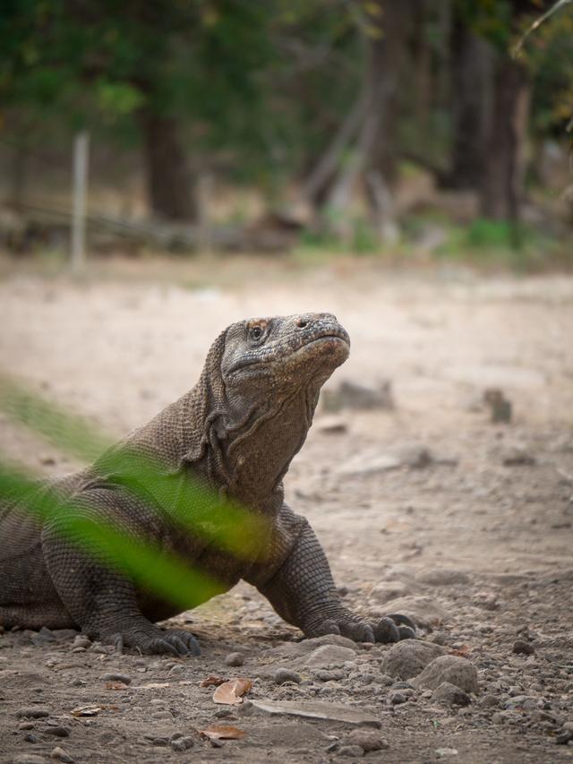 Why Komodo Dragons Are the Kings of Their Jungle