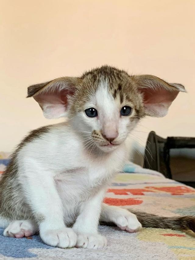 Adorable Cat Breeds with Big Ears