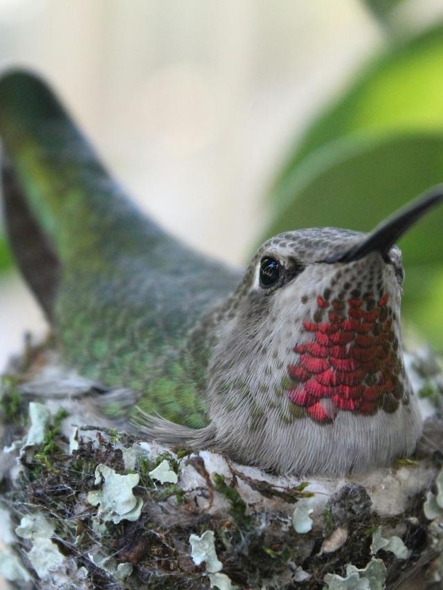 All About Hummingbird Nests: Building, Location, and Care