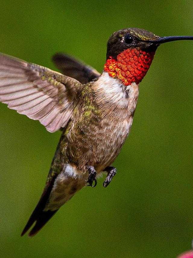 Amazing Facts About Hummingbird Heart Rates