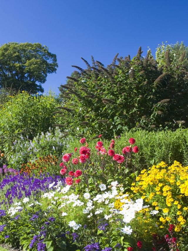 Annual or Perennial: How to Choose the Right Plants for Your Garden