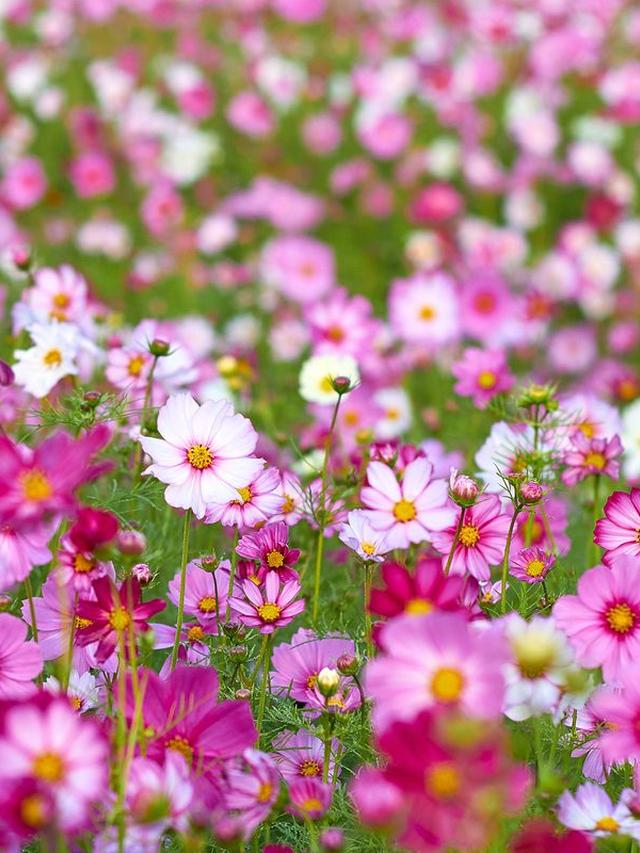 Are Cosmos Perennials? Tips for Growing These Beautiful Flowers