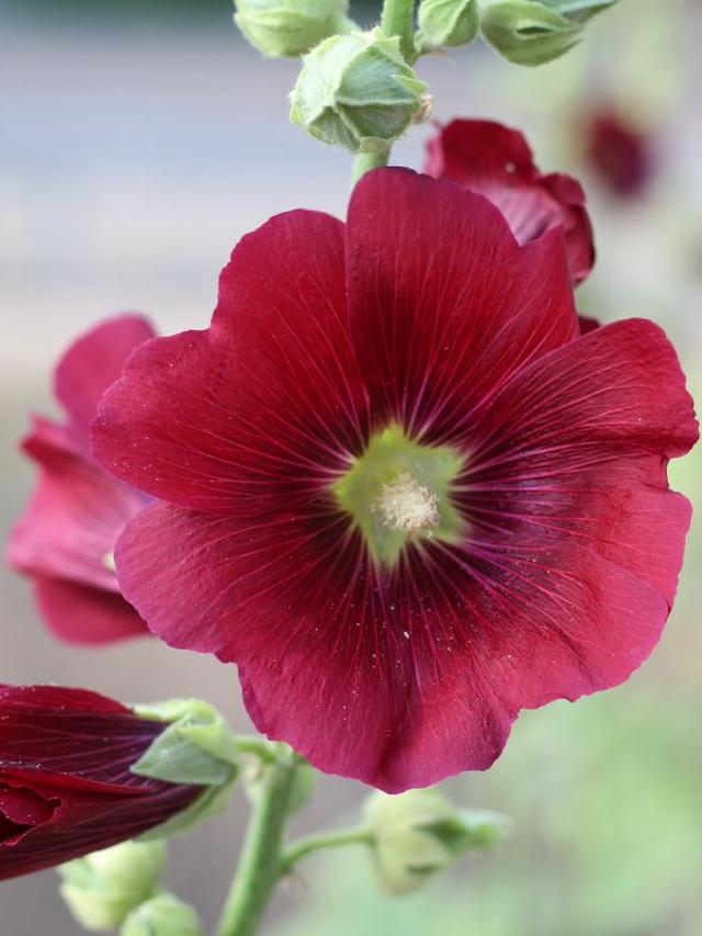 Are Hollyhocks Perennials? How to Cultivate Them in Your Garden