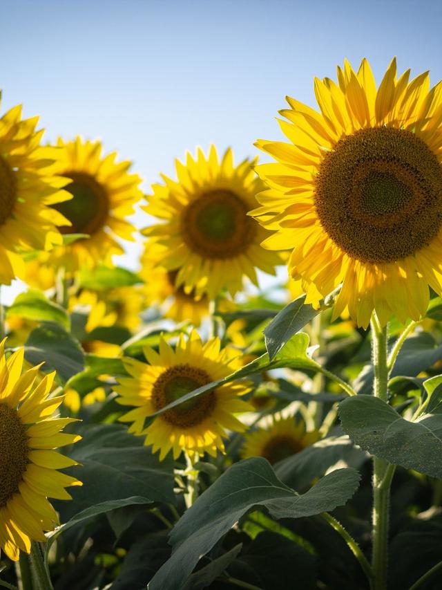 Are Sunflowers Perennials? A Guide to Growing Sunflowers