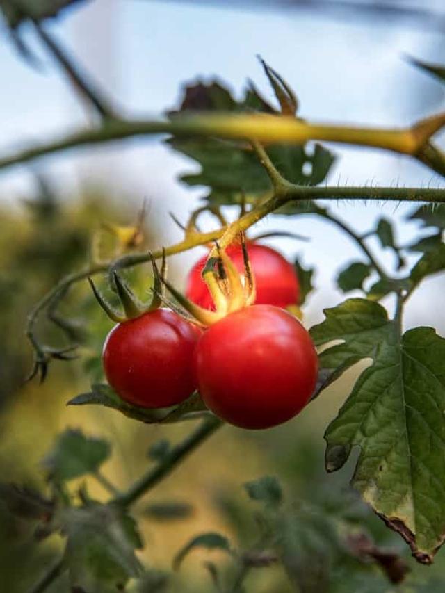 Are Tomatoes Perennials? What You Need to Know