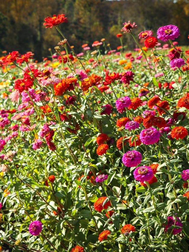 Are Zinnias Perennials? How to Grow These Bright Blooms