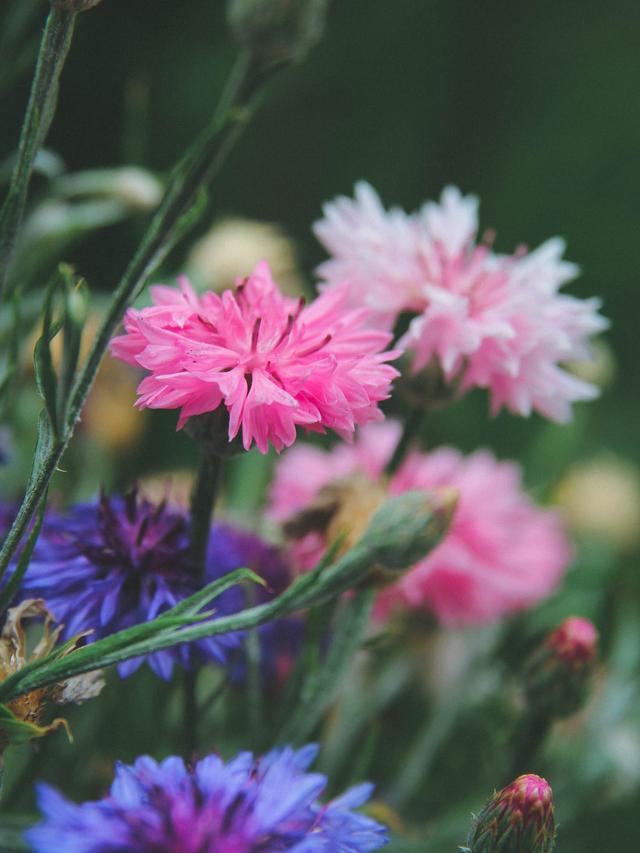 Bachelor Buttons: A Delightful Summer Annual or Perennial?