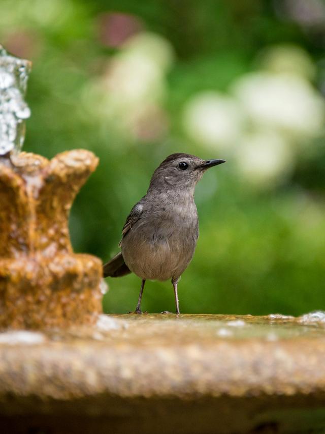 Best Bird Bath Fountains to Keep Birds Cool This Summer