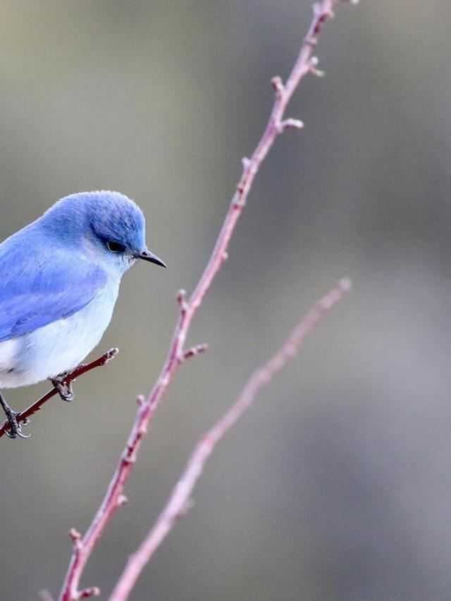 Best Bird Identification Apps for Bird Watchers