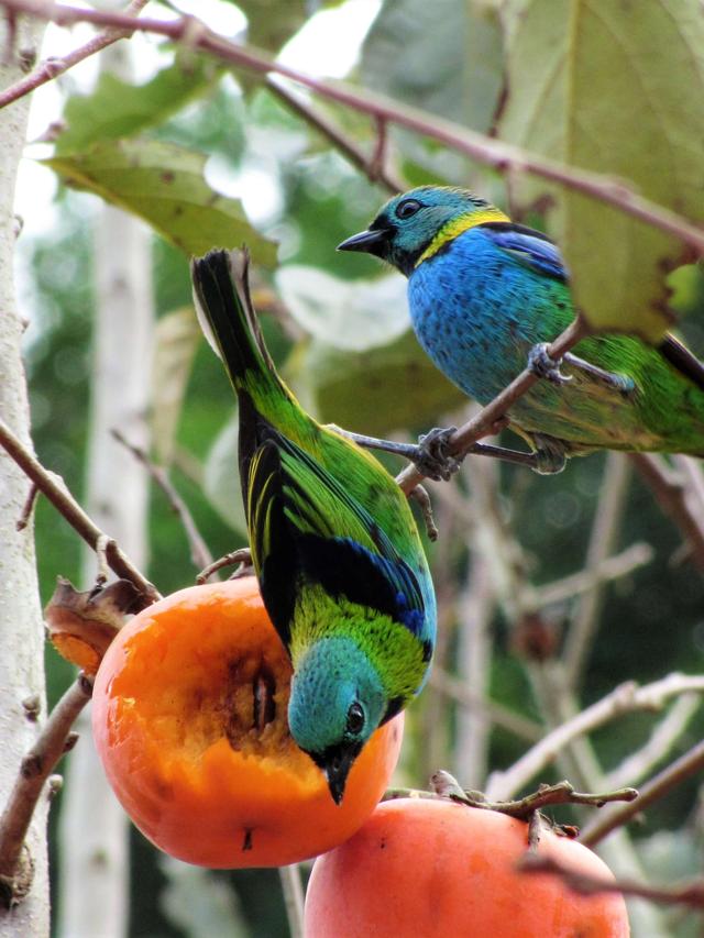 Best Bird Netting for Fruit Trees: Protect Your Harvest