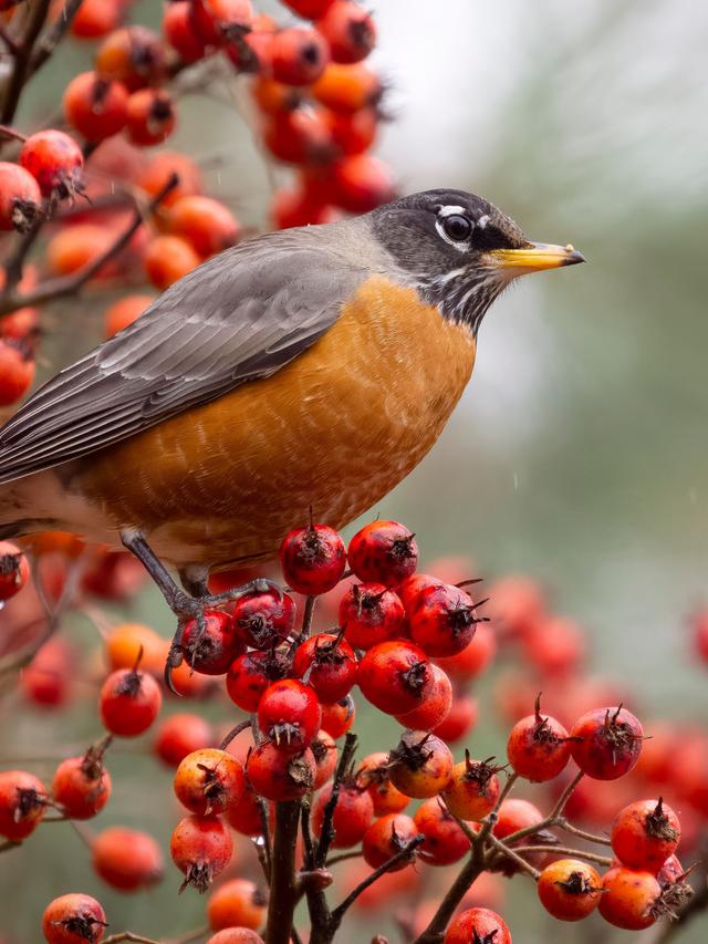 Best Bird Repellents to Protect Your Garden