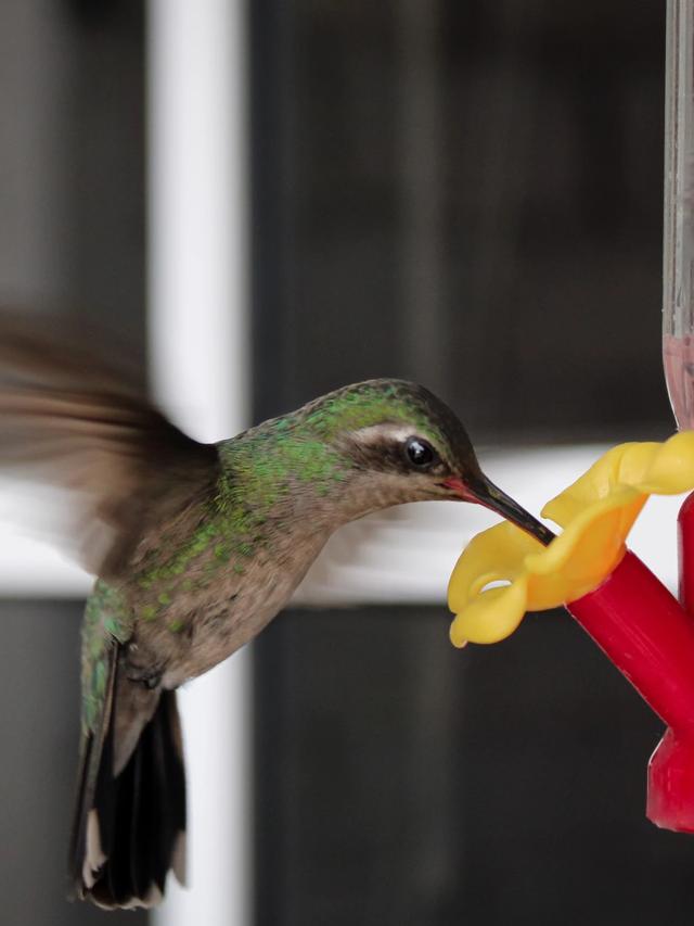 Best Places to Hang Your Hummingbird Feeder