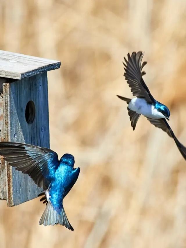 Bird Guard: Protecting Your Home and Garden