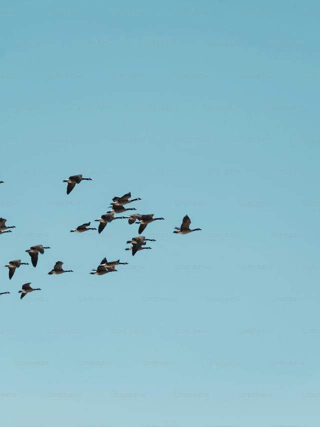 Bird Migration Map: Track Bird Movements This Summer