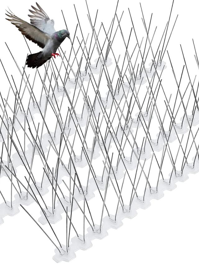 Bird Spikes: Humane Solutions to Keep Birds Away