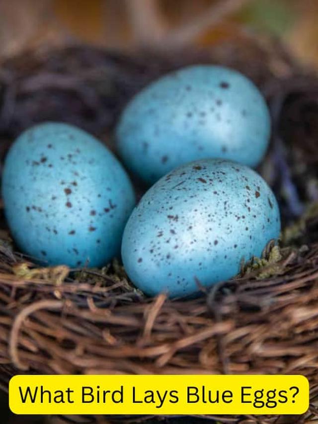 Birds That Lay Blue Eggs: Identification and Facts