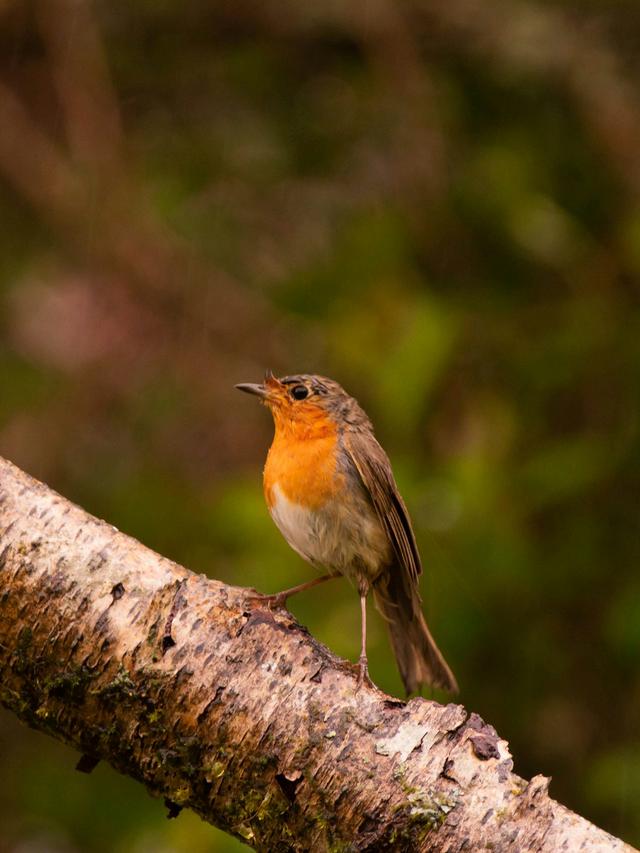 Birds with Orange Chests: Identification Guide