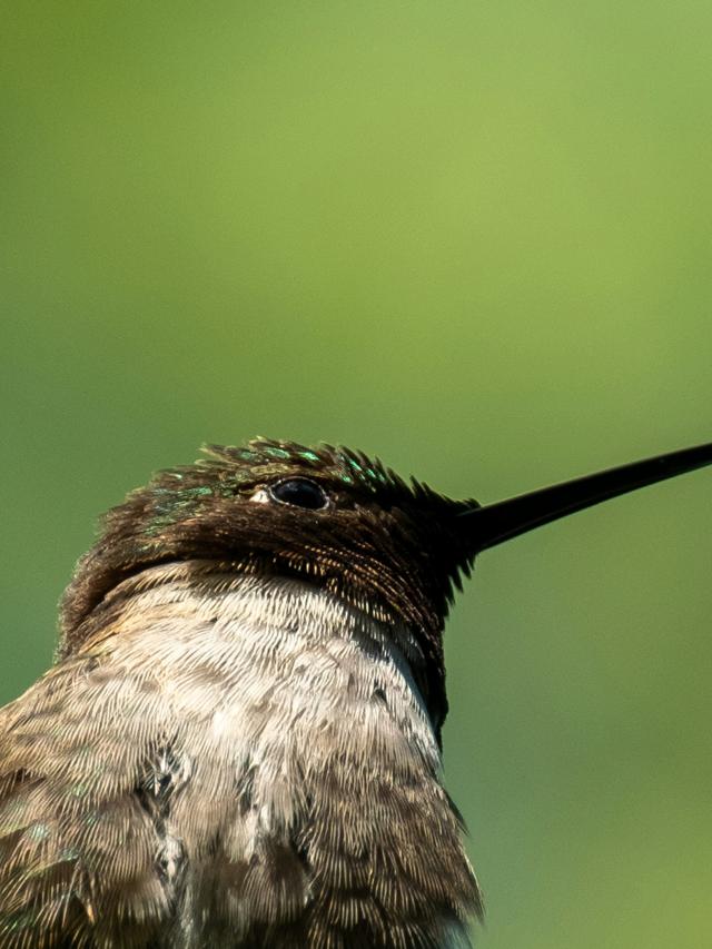 Black Hummingbirds: Myths, Facts, and How to Spot Them