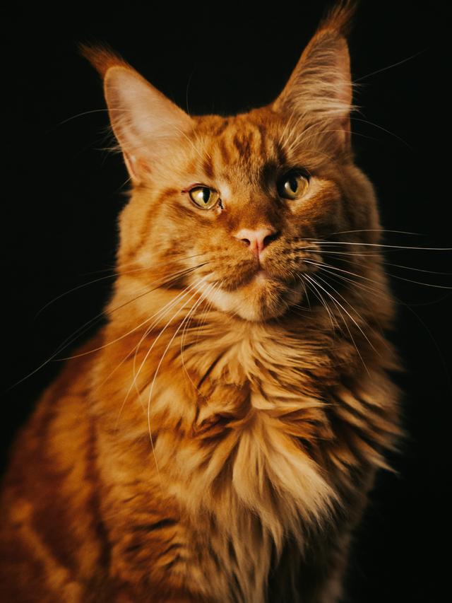 Cat Breeds with Distinctive Markings