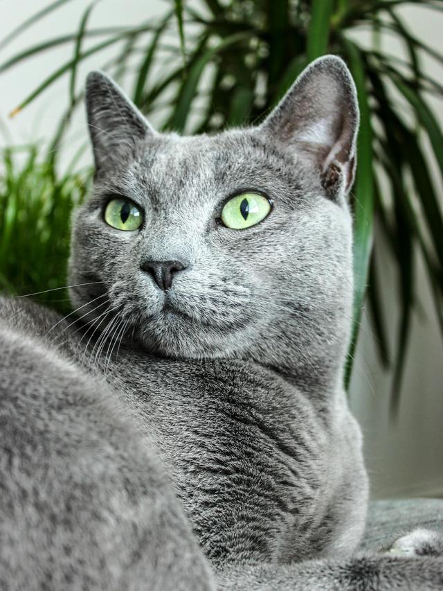 Cat Breeds with Striking Green Eyes