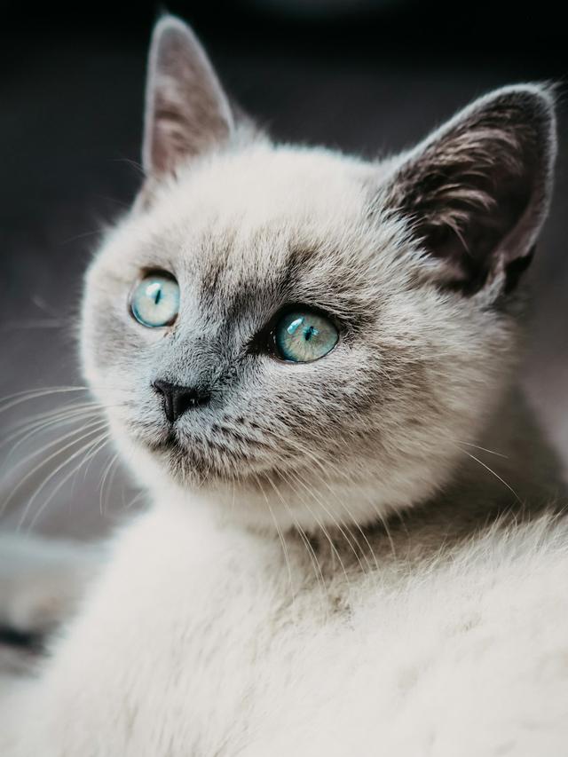 Cat Breeds with Stunning Blue Eyes