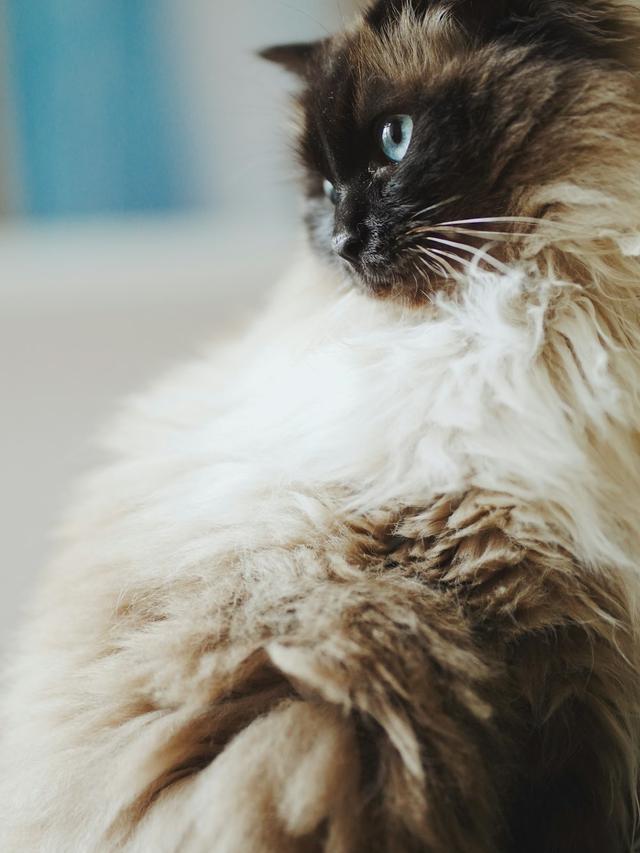 Cat Breeds with the Softest Fur