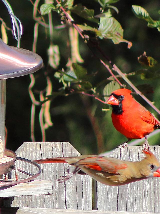 Choosing the Right Bird Feeder Pole for Your Yard