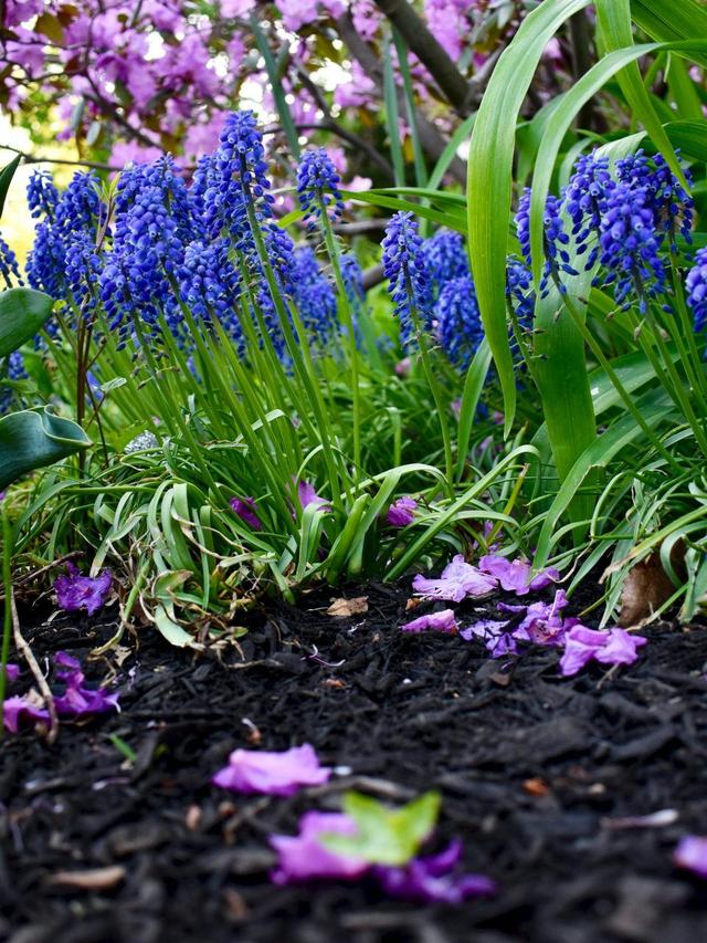 Choosing the Right Mulch for Perennial Flowers