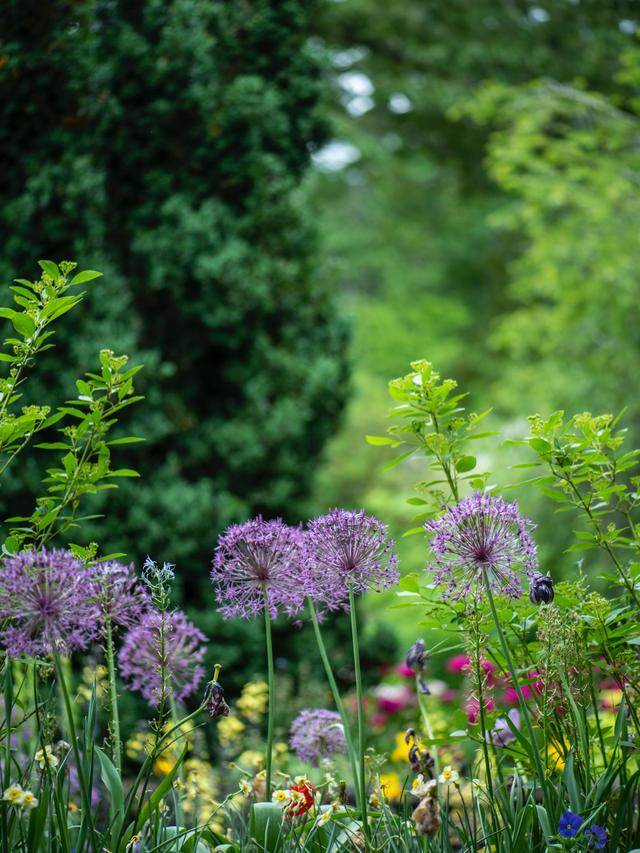 Common Mistakes to Avoid with Perennial Flowers