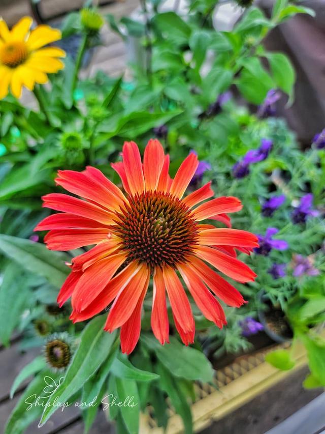 Companion Planting Tips for the Top 10 Perennial Flowers in Low Maintenance Gardens