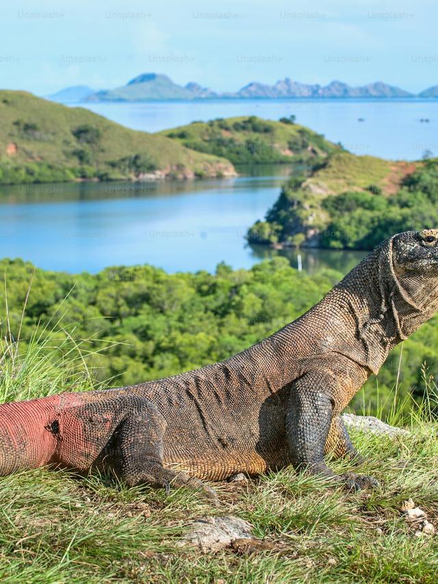 Comparing Komodo Dragons to Other Monitor Lizards