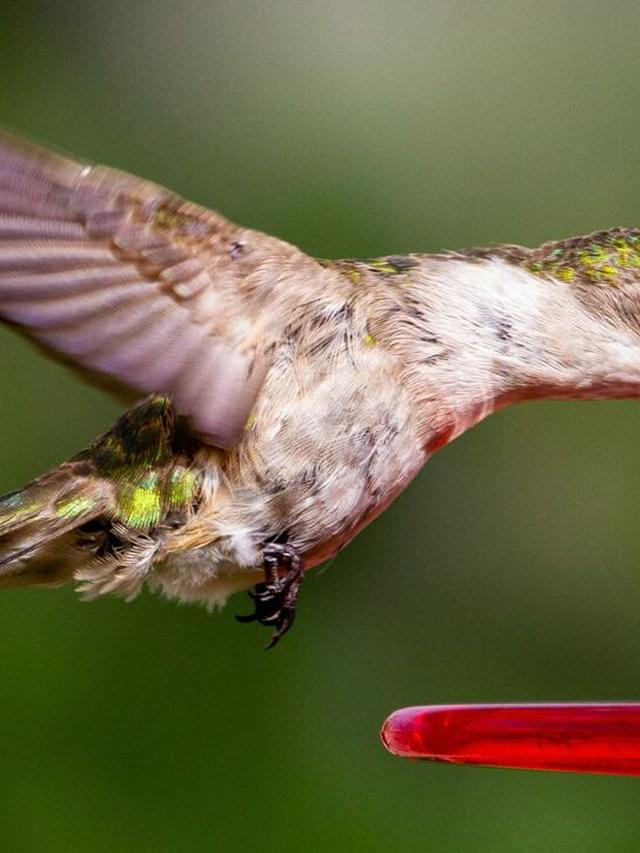 Correct Sugar to Water Ratio for Hummingbird Food