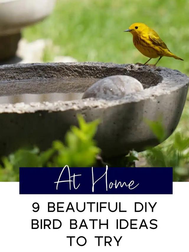 DIY Bird Bath Ideas: Simple and Creative Designs