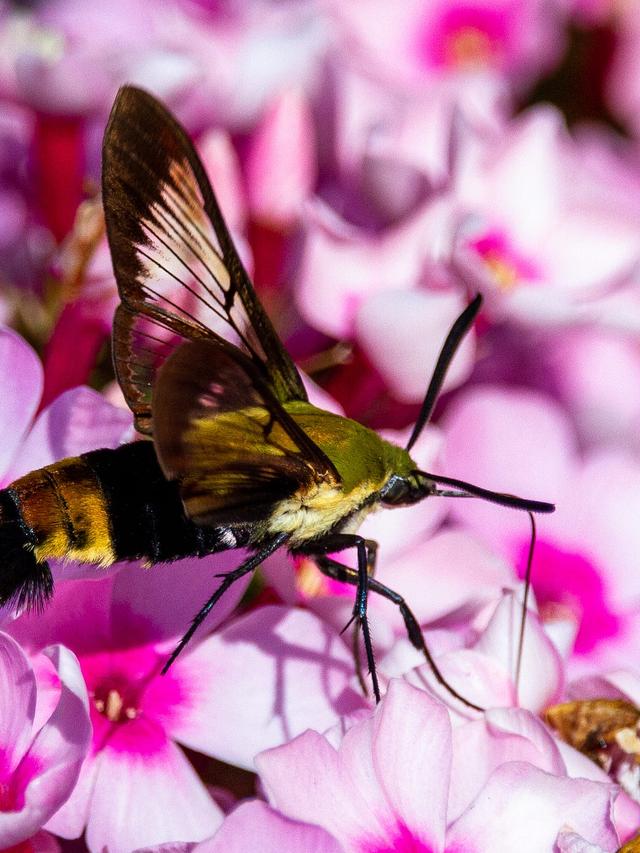 Discover the Fascinating World of Moth Hummingbirds