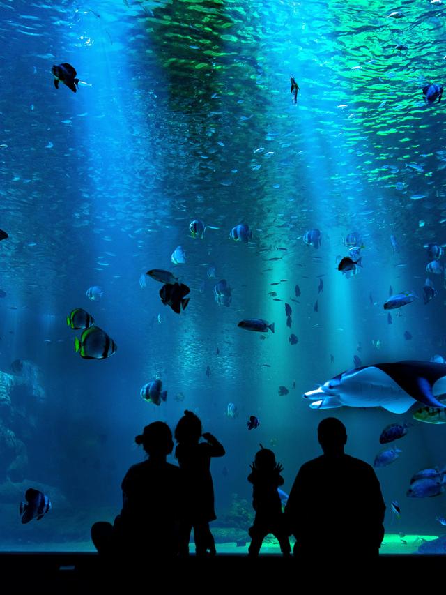 Discovering the Underwater Wonders at the Miami Underwater Sculpture Park.