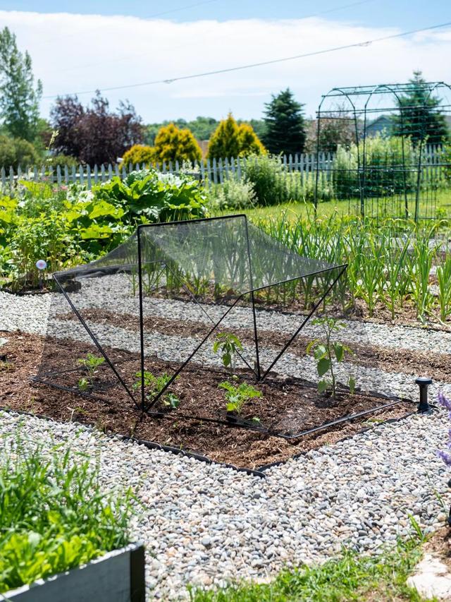 Effective Bird Netting Solutions for Your Garden