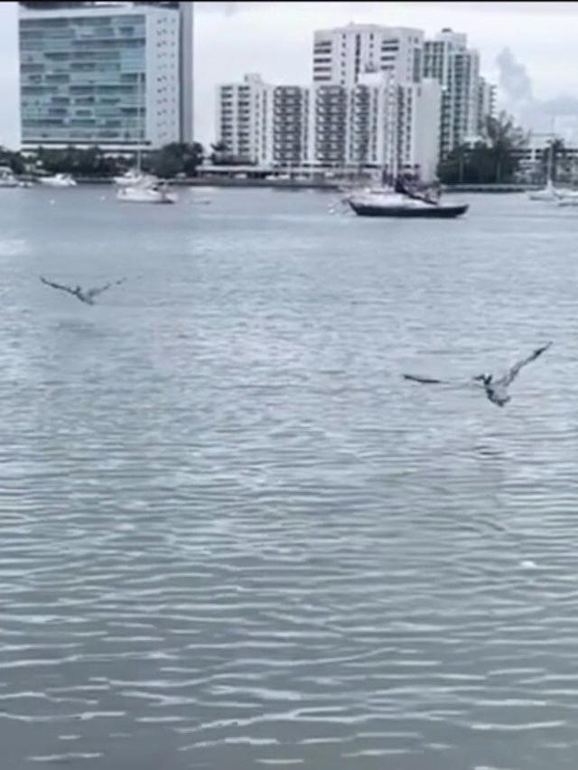 Enjoying the Scenic Boat Tours and Fishing at Pelican Harbor Seabird Station in Miami.