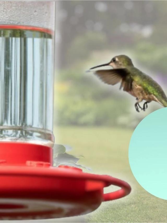 Essential Ingredients for Hummingbird Feeders