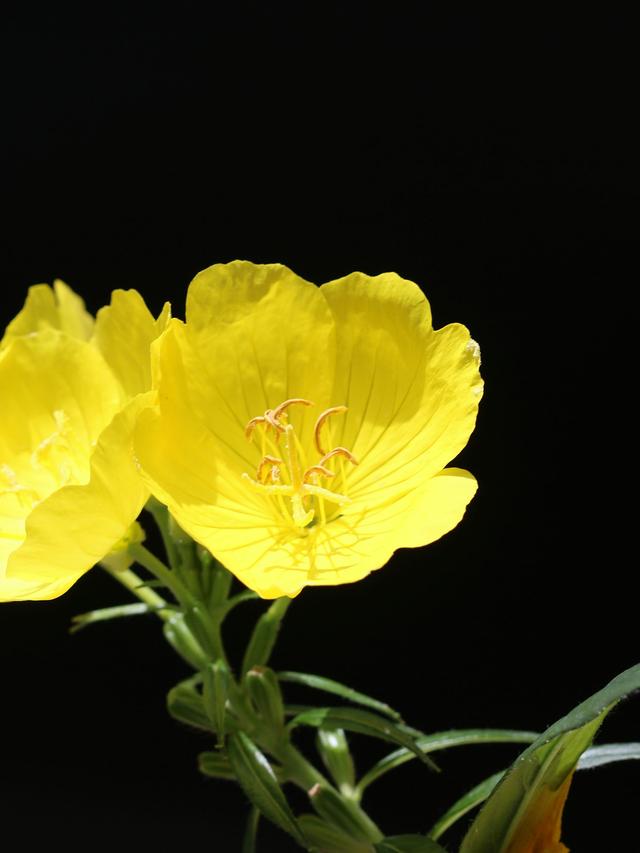 Evening Primrose: A Stunning Perennial for Night Gardens