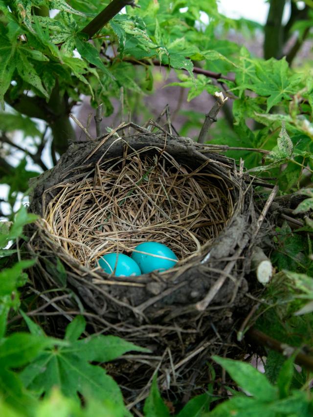 Everything You Need to Know About Bird Nests